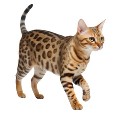 bengal cat isolated on transparent background,Transparency  - obrazy, fototapety, plakaty