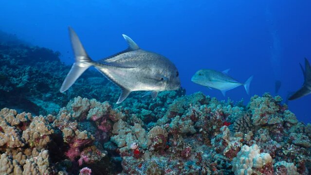 Giant trevally swim actively around a Hawaiian rocky tropical reef in the clear blue ocean. A white tip reef shark occasionally swims with them.