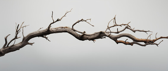 Dead Tree Branches With cracked bark - obrazy, fototapety, plakaty