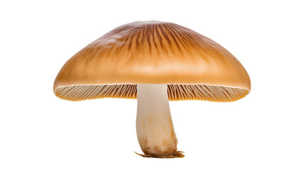 Mushroom vegetable. Front view. Isolated on Transparent background.