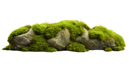 Green Moss Meadow on a rock. Side view. Isolated on Transparent background.