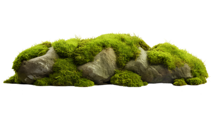 Green Moss Meadow on a rock. Side view. Isolated on Transparent background.