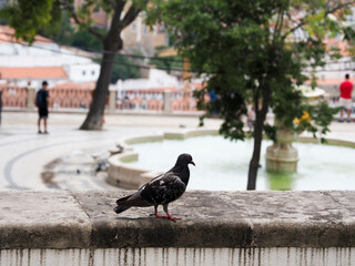Portugal Lisbon townscape day time
