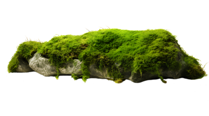 Green Moss Meadow on a rock. Side view. Isolated on Transparent background.