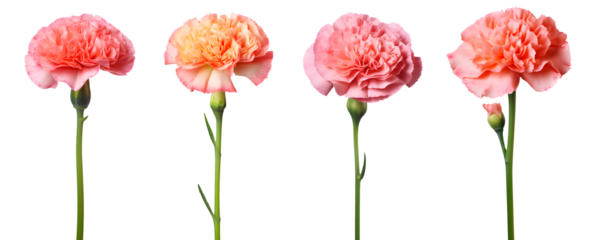 set of beautiful pink carnations flowers, isolated over a transparent background, cut-out floral, perfume / essential oil, romantic wildflower or garden design elements PNG