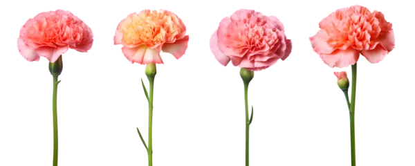 Fotobehang set of beautiful pink carnations flowers, isolated over a transparent background, cut-out floral, perfume / essential oil, romantic wildflower or garden design elements PNG © sam