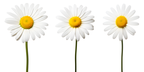 set of beautiful white daisy flowers, isolated over a transparent background, cut-out floral, perfume / essential oil, romantic wildflower or garden design elements PNG