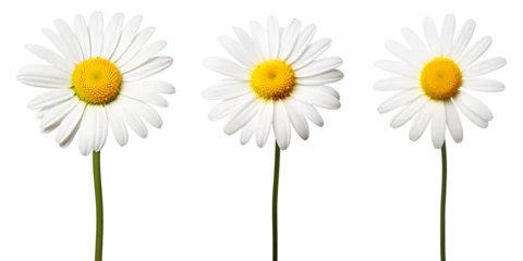 Schilderijen op glas set of beautiful white daisy flowers, isolated over a transparent background, cut-out floral, perfume / essential oil, romantic wildflower or garden design elements PNG © sam