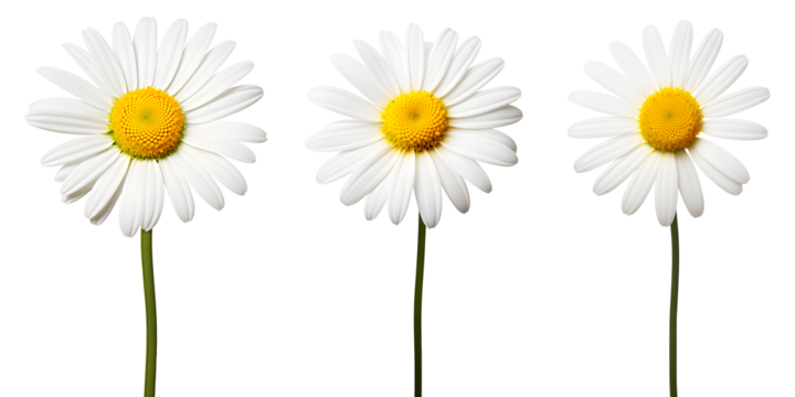 set of beautiful white daisy flowers, isolated over a transparent background, cut-out floral, perfume / essential oil, romantic wildflower or garden design elements PNG