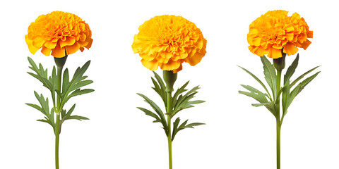 set of beautiful yellow marigold flowers, isolated over a transparent background, cut-out floral, perfume / essential oil, romantic wildflower or garden design elements PNG