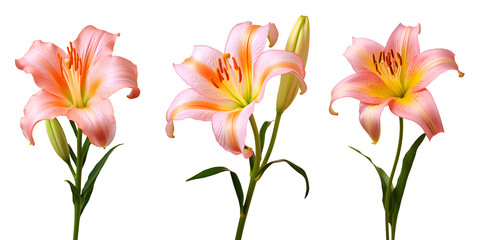 set of beautiful lily flowers, isolated over a transparent background, cut-out floral, perfume / essential oil, romantic wildflower or garden design elements PNG - Powered by Adobe