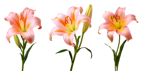 set of beautiful lily flowers, isolated over a transparent background, cut-out floral, perfume / essential oil, romantic wildflower or garden design elements PNG