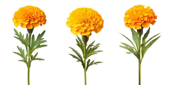set of beautiful yellow marigold flowers, isolated over a transparent background, cut-out floral, perfume / essential oil, romantic wildflower or garden design elements PNG