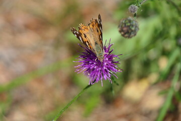Schmetterling auf Blüte, Schönheit in der Natur