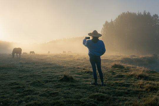 Woman in nature taking pictures at dawn with fog and horses, phone call.