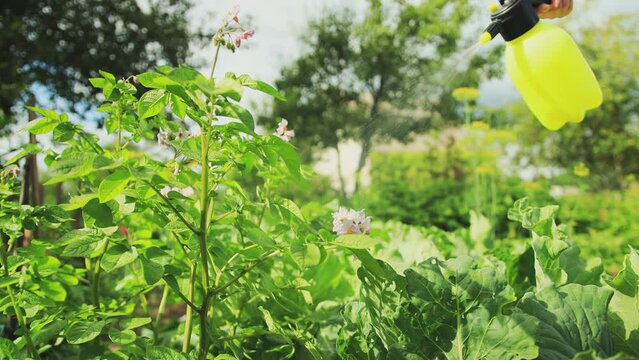 Treatment of potato tops with copper sulfate against late blight and Colorado potato beetle. Spraying potatoes with pesticides from a sprayer in the summer at the dacha. Slow mo