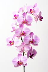 A sprig of orchid with pink and white flowers isolated on a white background. The vertical frame. Potted plant. indoor flower plants.