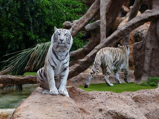 tiger in zoo