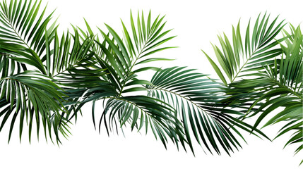 Green Palm Leaves Cutout Isolated on Transparent or White Background, PNG