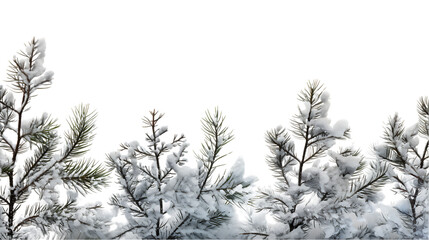 Pine Tree Branches Coated in Winter Snow Isolated on Transparent or White Background, PNG