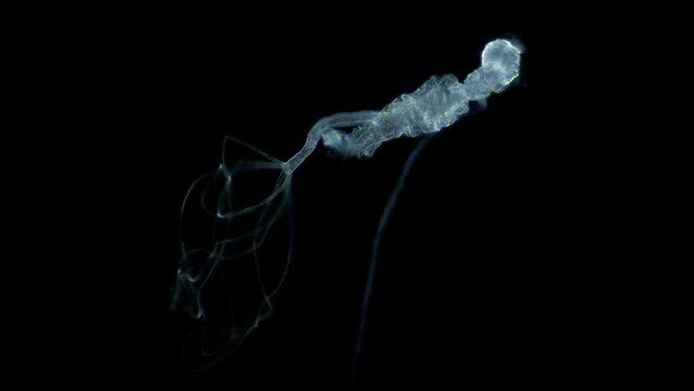 Larva of parasitic worm Progonus muelleri under a microscope, at Cercaria stage. Class Trematoda. White Sea
