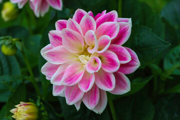 A Dahlia Pinnata fully opened in all its glory.