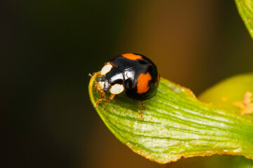 Ladybug on leaf, real name Harmonia Axyridis.