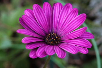 Obraz premium Small cape marigold during summer