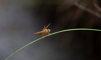 orange dragonfly on a blade of grass in the rainforest.