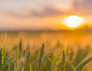 Fototapeta premium wheat field at sunset