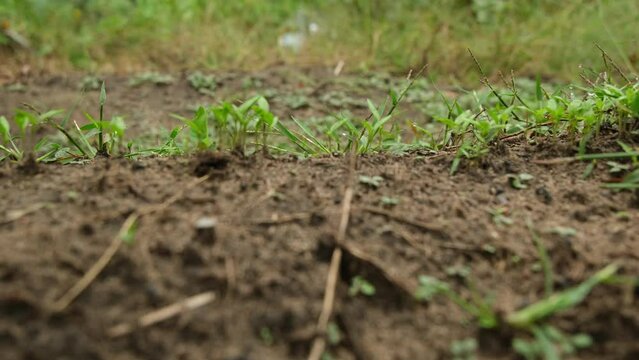 Row of germinated cilantro growing in sandy soil in organic garden while moving camera right to left.