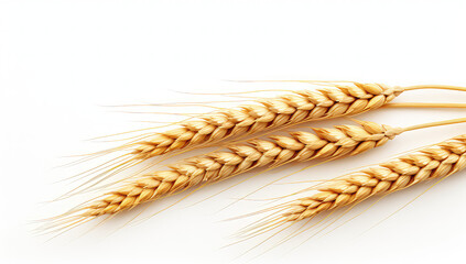 wheat ears on a white background, generative AI