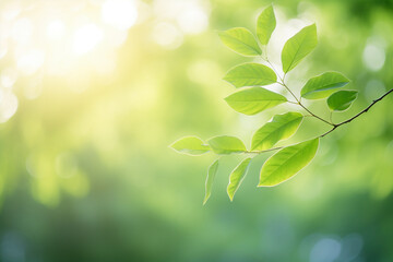 Green leaves on tree and blurry background with sunlight and bokeh and negative space in background