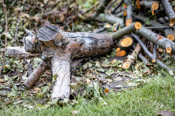 Log and a pile of sawn firewood on green grass
