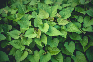 Green sweet potato leaves in growth at garden