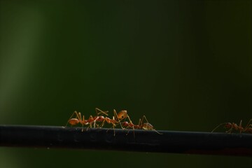 A group of ants walking on a black wire