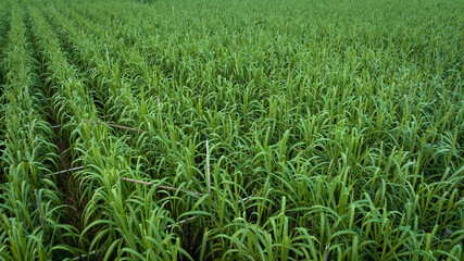 Fototapeta premium Aerial view of sugarcane plants growing at field