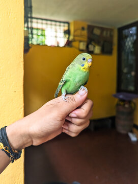 colorful green-yellow pet budgie parakeet or parrot perching on finger a female hand