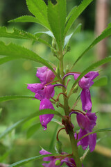 Close-up of  pink  Impatiens balsamina flowers on plant. Also calleds balsam, garden balsam, rose balsam, touch-me-not or spotted snapweed