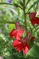Close-up of  red Impatiens balsamina flowers on plant. Also calleds balsam, garden balsam, rose balsam, touch-me-not or spotted snapweed