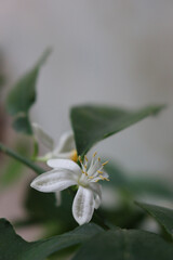 Close-up of white lemon flower on plant. Citrus limon plant in bloom 