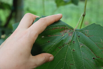 Close-up of farmer’s hand holdingn green Vine leaves affected by leaf mines. Caused by  larvae of moths, sawflies, beetles, or flies