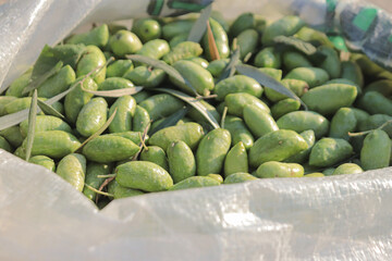 harvest green olives in a sack