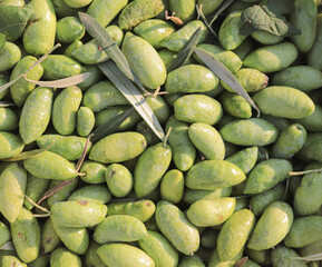 green olives background from above view