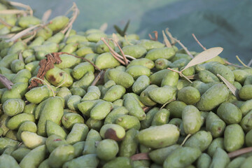 green olives background from above view