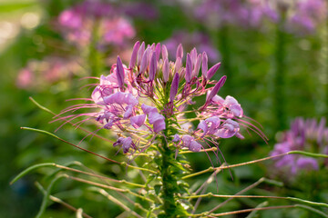 Beautiful, brightly colored flowers, taken close-up and the morning light, blurred background.