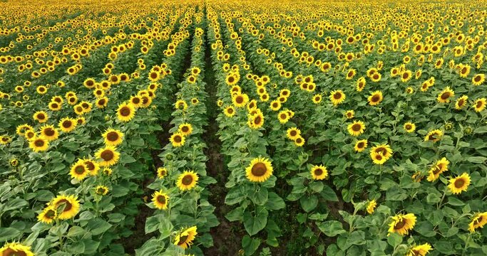 Blooming sunflower field to the horizon. Agriculture in Poland