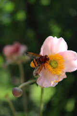 Close-up of yelow and brown European hornet on a pink anemone flower. Vespa on Anemone japonica