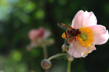 Close-up of yelow and brown European hornet on a pink anemone flower. Vespa on Anemone japonica