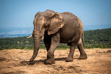Fototapeta na wymiar African elephants in the wild